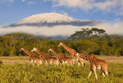 Giraffes and Mount Kilimanjaro in Amboseli National Park